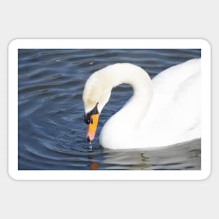 Swan in Contemplation Sticker